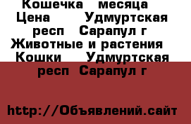 Кошечка 3 месяца  › Цена ­ 1 - Удмуртская респ., Сарапул г. Животные и растения » Кошки   . Удмуртская респ.,Сарапул г.